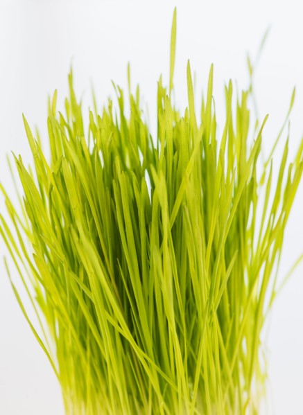 Studio Shot of wheatgrass
