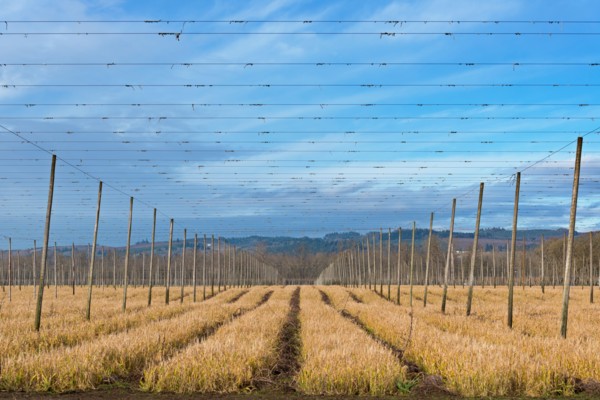 View of hop trellis
