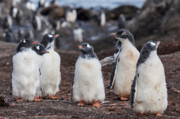 Medium group of penguins