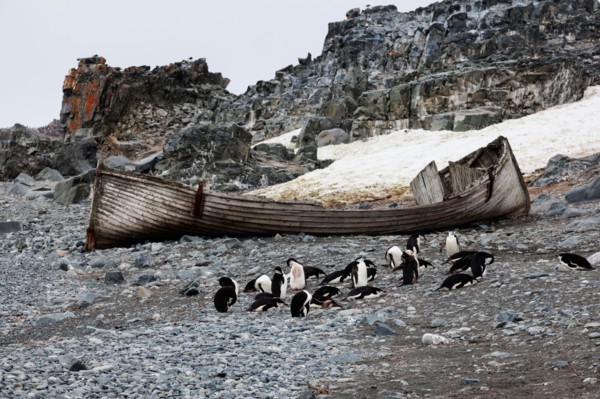 Medium group of penguins resting at beach