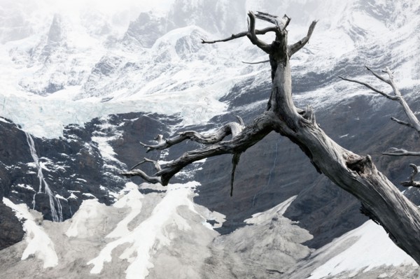 Dead tree in front of Cordillera del Paine