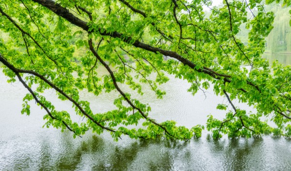 Central Park, New York City. Green branches in central park.