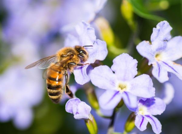 Wasp on flower.