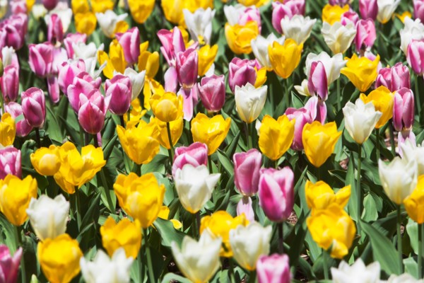 Field of tulip flowers