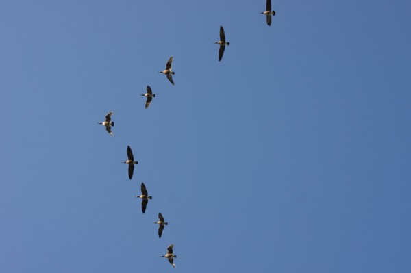 Geese flying