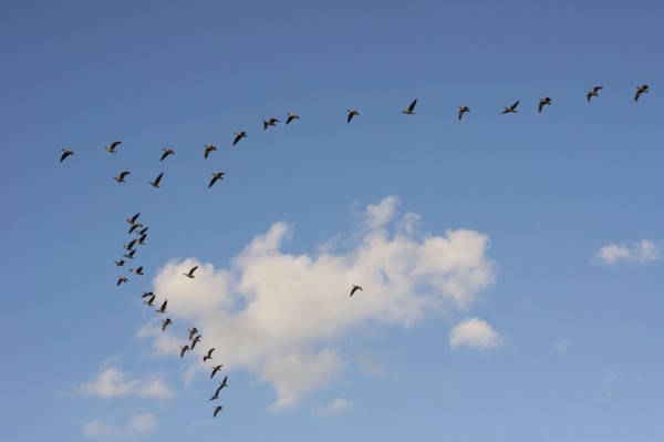 Geese flying