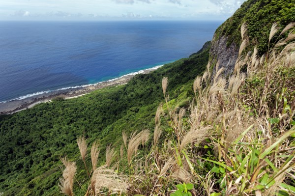 Vegetation