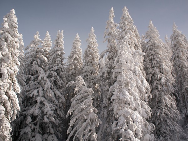 Snowcapped forest