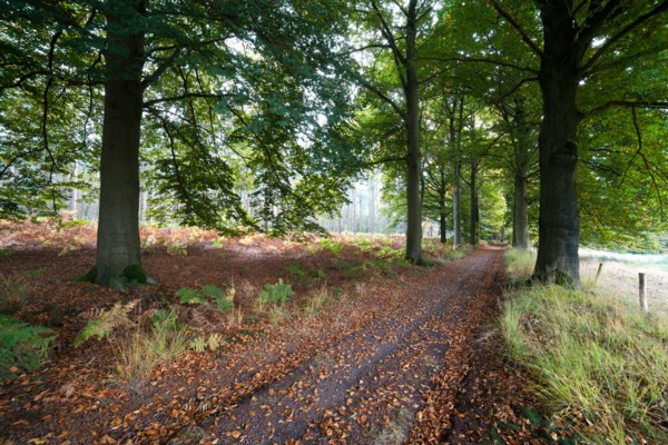 Road in forest