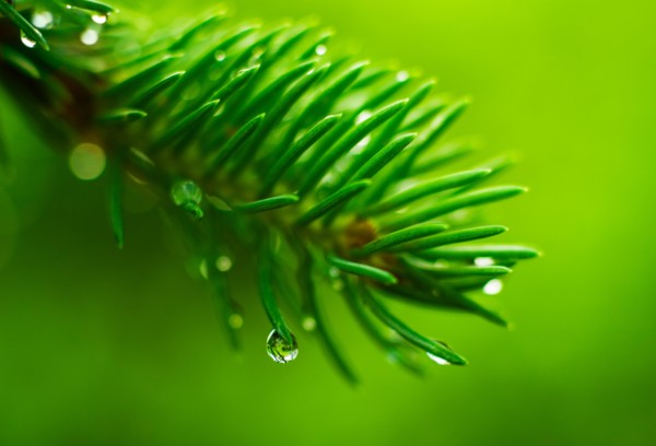 Coniferous branch with dew.
