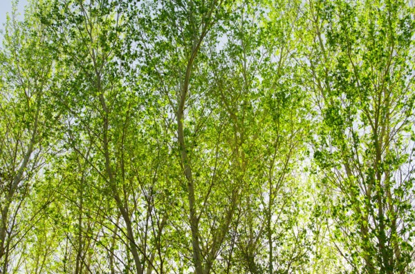 Backlit trees