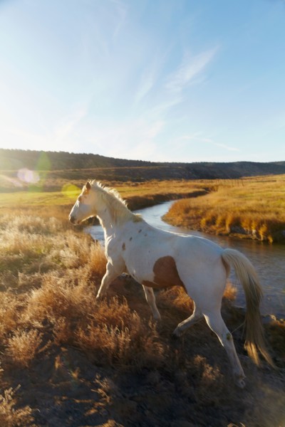 Horse on field