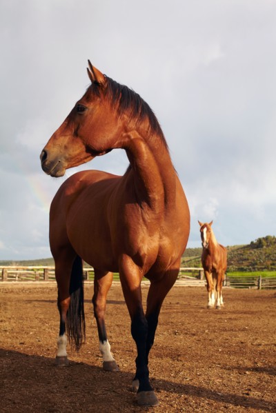 Horses on field
