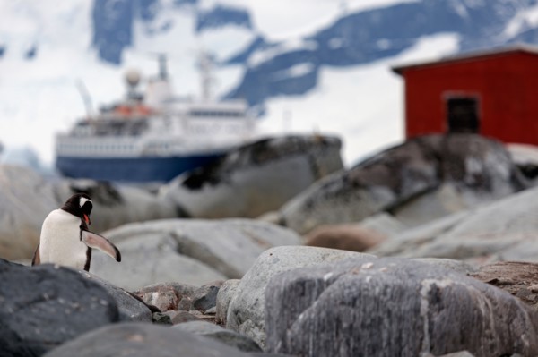 Gentoo Penguin perching on rocks