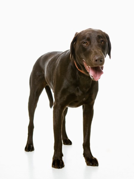 Studio shot of chocolate labrador