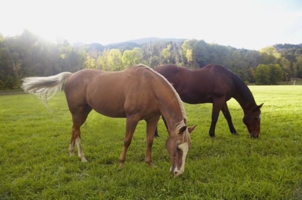 Horses grazing on grass. USA, Western USA, Colorado.
Photo : Kelly
