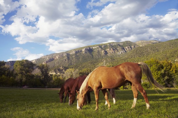 Horses grazing on grass. USA, Western USA, Colorado.
Photo : Kelly
