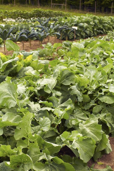 Vegetables on field.
Photo : Kelly