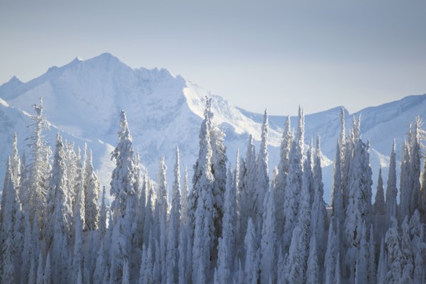 Trees covered with fresh snow. USA, Montana, Glacier National Park.
Photo : Noah Clayton
