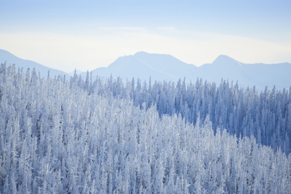 Tree tops covered with fresh snow. USA, Montana, Whitefish.
Photo : Noah Clayton