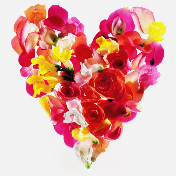 Studio shot of colorful petal heart.
Photo : Karen Schuld