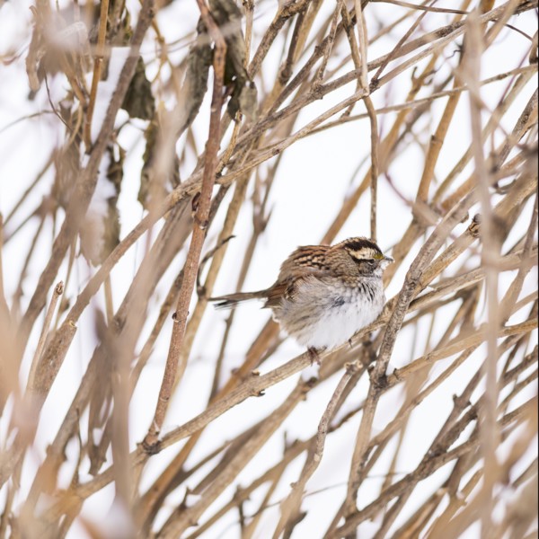 White-throated sparrow. New York City, USA.