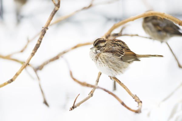 White-throated sparrow. New York City, USA.