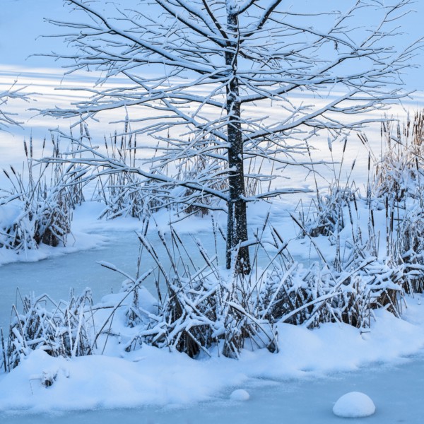 Bare tree and frozen lake in Central Park. New York City, USA.