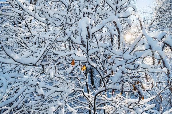 Tree covered with snow. New York City, USA.