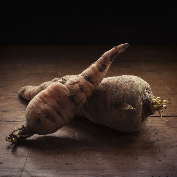 Studio shot of carrots.
