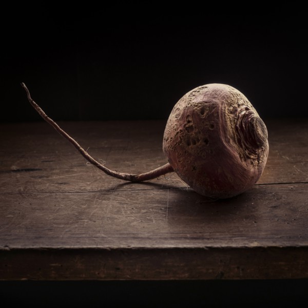Studio shot of common beet.