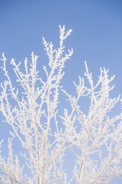 Tree in winter against clear sky.
Photo : Maisie Paterson