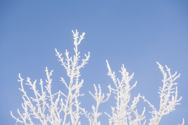 Tree in winter against clear sky.
Photo : Maisie Paterson