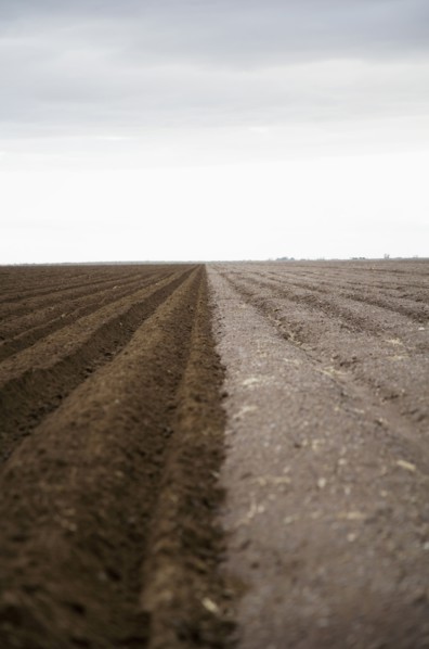 Potato field. Colorado, USA.
Photo : Maisie Paterson