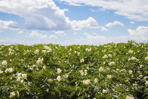 Flowering potato plants. Colorado, USA.
Photo : Maisie Paterson