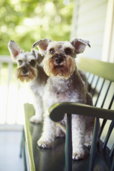 Two schnauzers sitting on bench. New York, NY.
Photo : Kelly