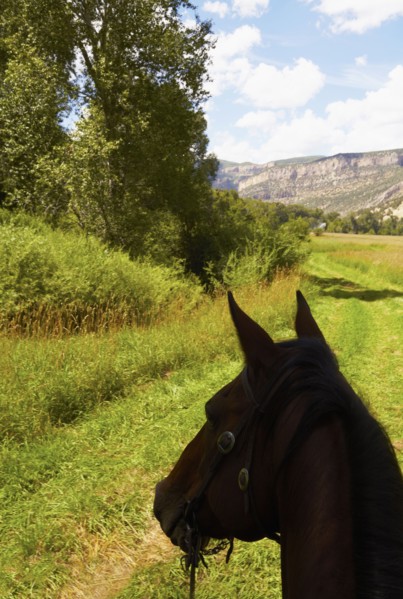 Close-up of horse's head on meadow. Colorado, USA.
Photo : Kelly