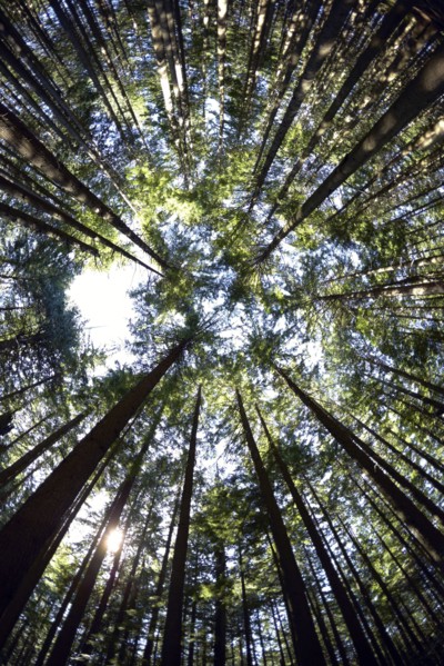 Low angle view of hemlock grove. British Columbia, Canada.
Photo : Kelly