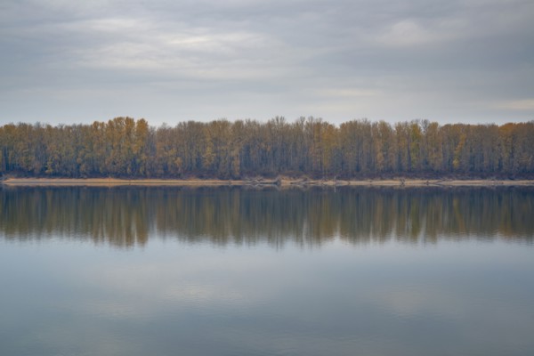 Forest reflecting in tranquil water. Columbia River, Oregon, USA.
Photo : Gary Weathers
