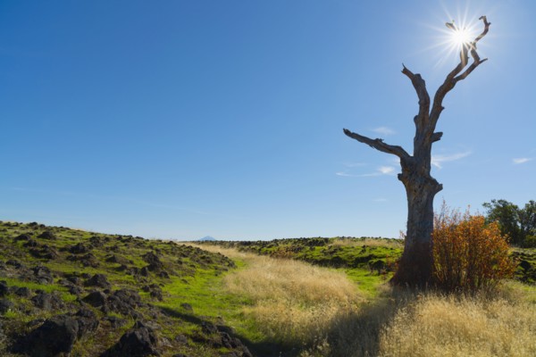 Dead tree next to field on sunny day. Medford, Oregon, USA.
Photo : Gary Weathers