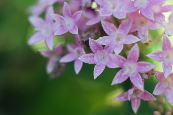 Raindrops on penta flower.
Photo : Kristin Lee