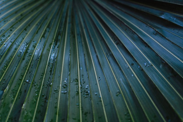 Raindrops on palm leaf.
Photo : Kristin Lee