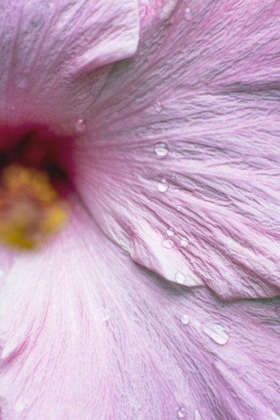 Close-up of wet hibiscus flower.
Photo : Kristin Lee