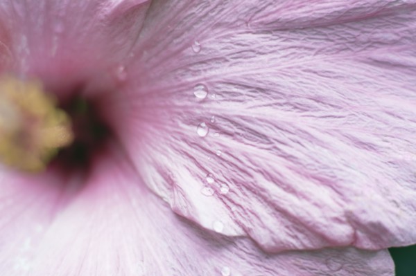 Close-up of wet hibiscus flower.
Photo : Kristin Lee