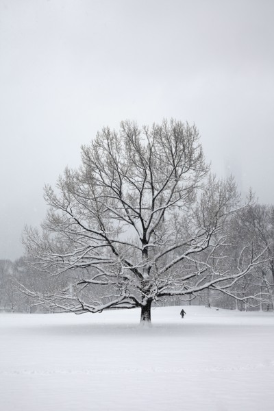 Tree in park at winter.
Photo :  Winslow Productions