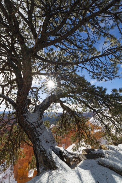 View of pine tree in Bryce Canyon.
Photo : Gary Weathers