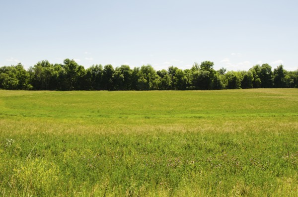 View of meadow