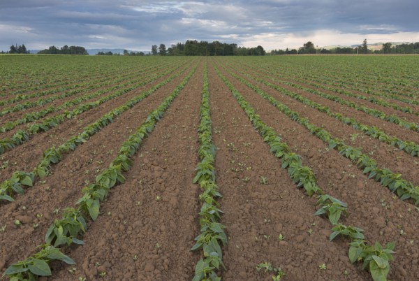 Bean field in diminishing perspective