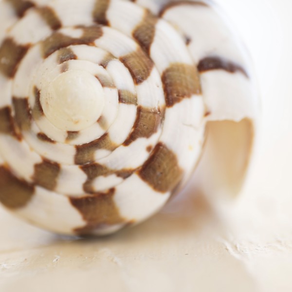 Studio shot of seashell.
