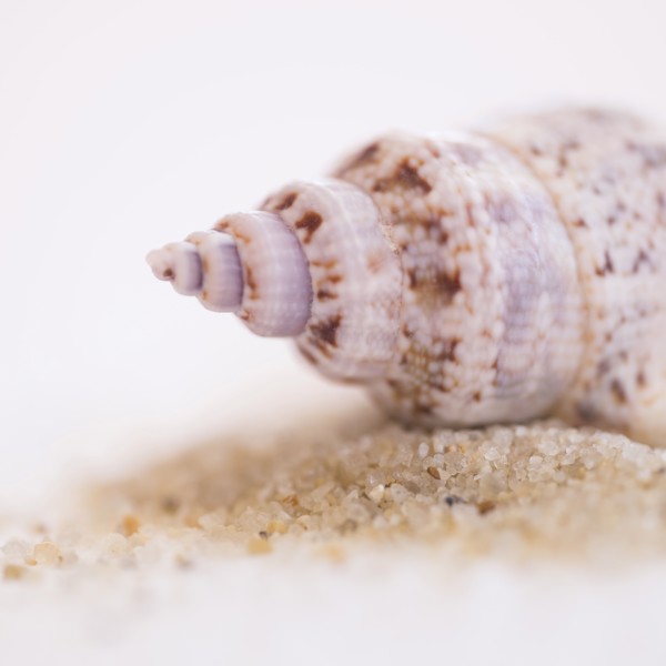 Studio shot of seashell.